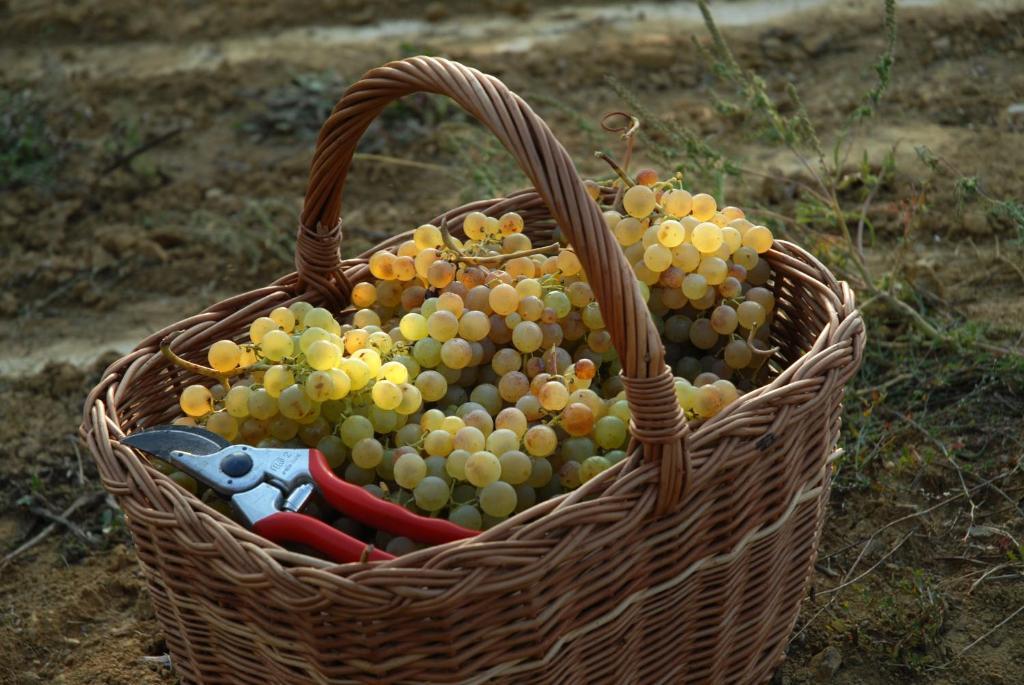 B&B Il Poggio Di Gavi Luaran gambar